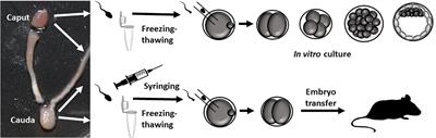 Successful ICSI in Mice Using Caput Epididymal Spermatozoa